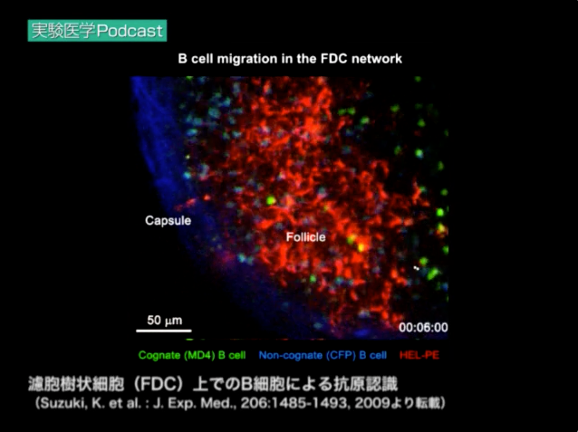濾胞樹状細胞（FDC）上でのB細胞による抗原認識（実践編２より）