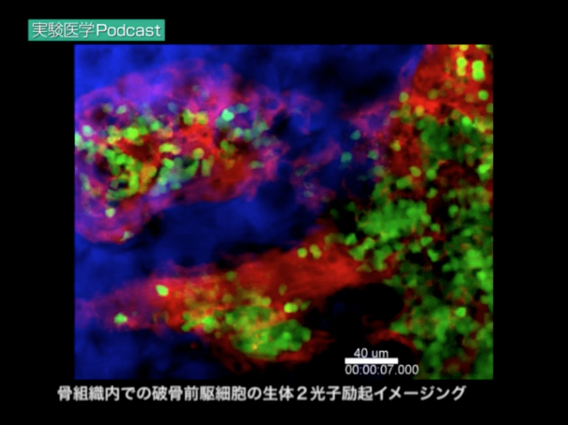 骨組織内での生体２光子励起イメージング（実践編３より）