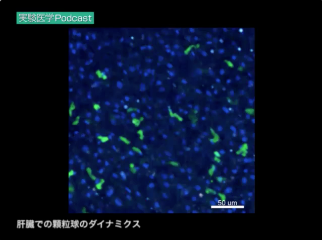 肝臓での顆粒球のダイナミクス（実践編５より）