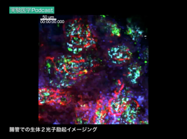 腸管での生体２光子励起イメージング（実践編６より）