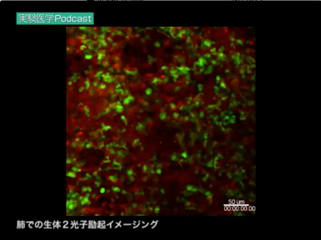 肺での生体２光子励起イメージング（実践編７より）