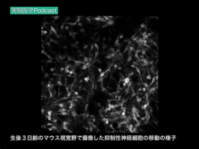 生後３日齢のマウス視覚野辺縁層で撮像した抑制性神経細胞の移動の様子（実践編10より）