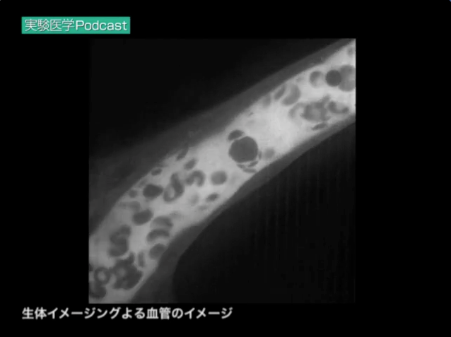 生体イメージングによる血管のイメージ（実践編11より）