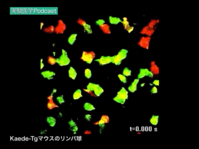 Kaede-Tgマウスのリンパ球（実践編12より）