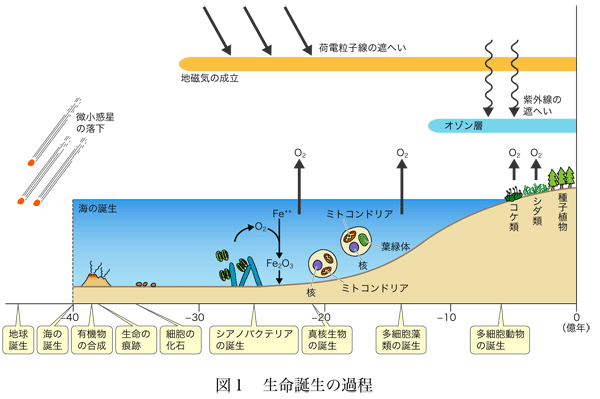 第2回 地球から細胞が生まれた1 分子生物学web中継 生物の多様性と進化の驚異 実験医学online 羊土社