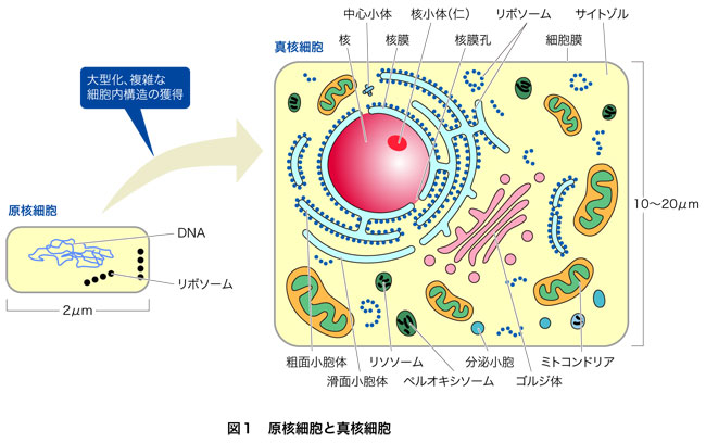 核 違い 真 生物 生物 原核