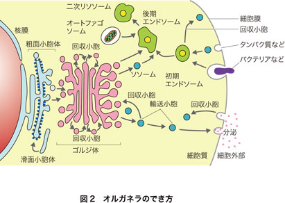 1．真核生物は複雑な細胞内構造をもった2．真核生物は細胞骨格をもった3．真正細菌の共生とオルガネラ化