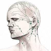 頭部リンパ系図