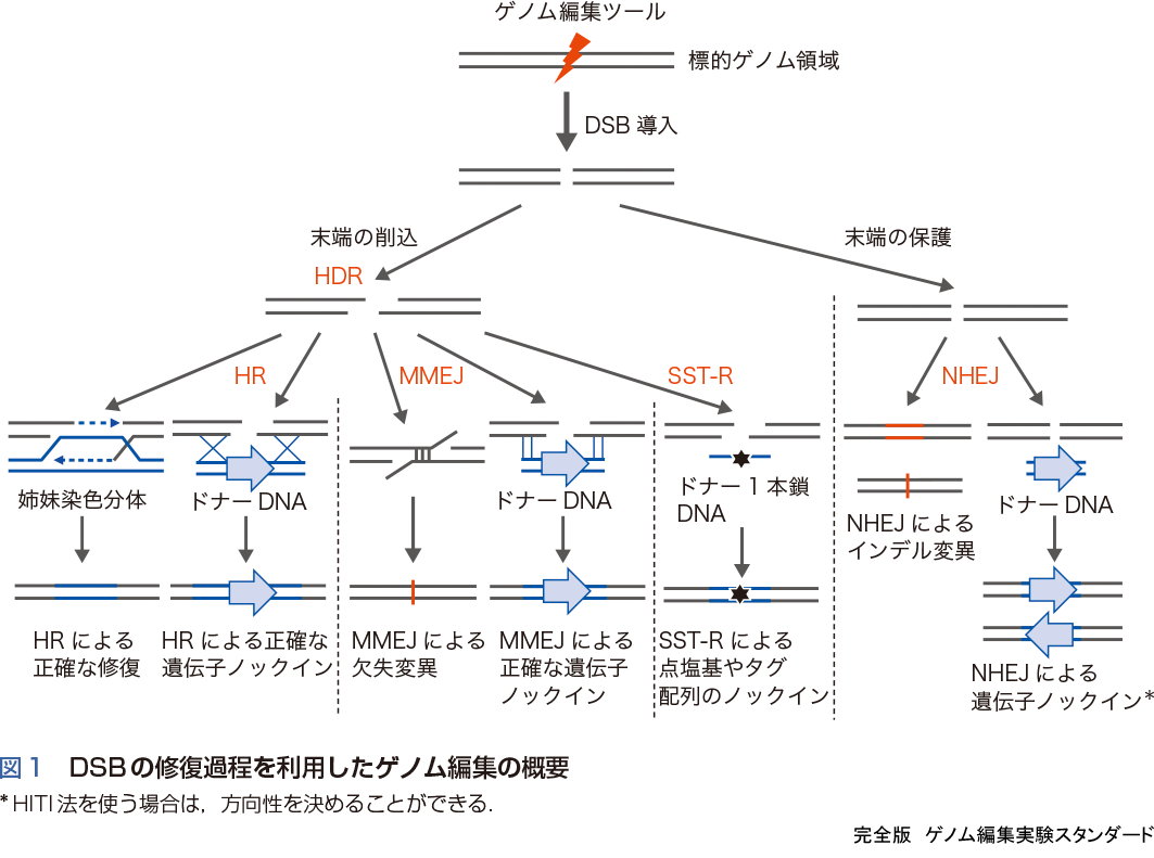 図1