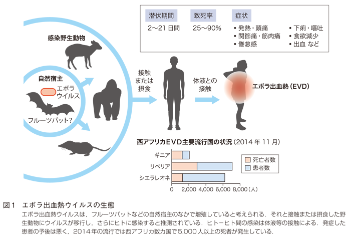 図1　エボラ出血熱ウイルスの生態