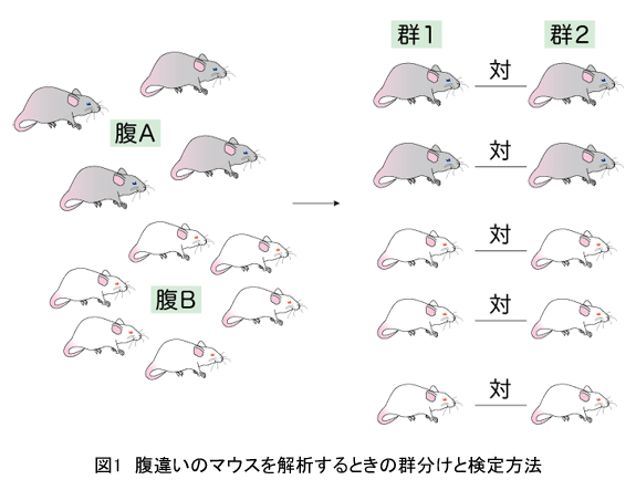 図1　腹違いのマウスを解析するときの群分けと検定方法
