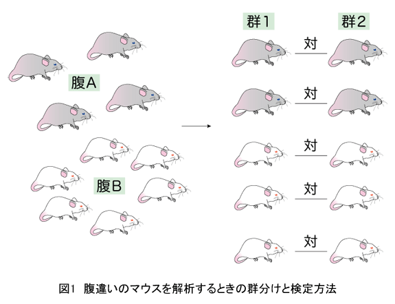 Q4 マウスを用いた実験で 個体差が大きく有意差が取りにくい場合はどうしたらよいですか バイオ実験に絶対使える統計の基本q A 実験医学online 羊土社 羊土社