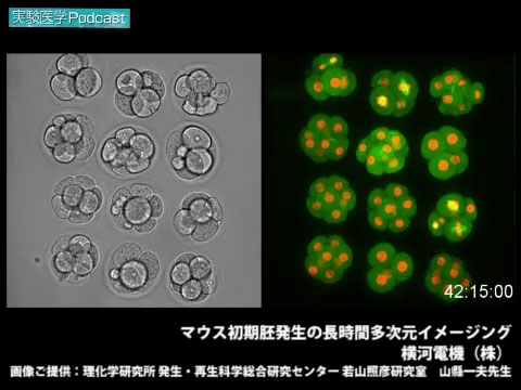 PR マウス初期胚発生の長時間多次元イメージング
