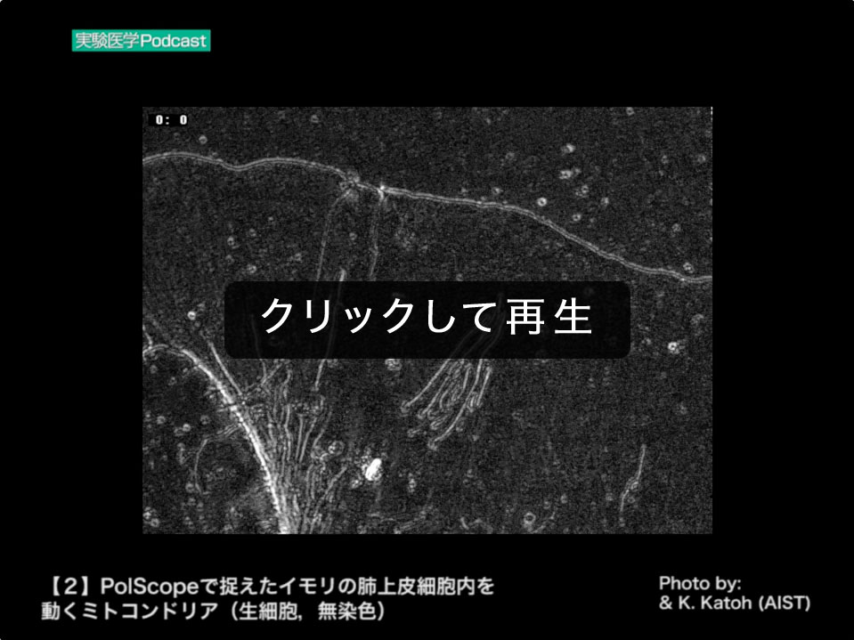 2 PolScopeで捉えたイモリの肺上皮細胞内を動くミトコンドリア（生細胞，無染色）