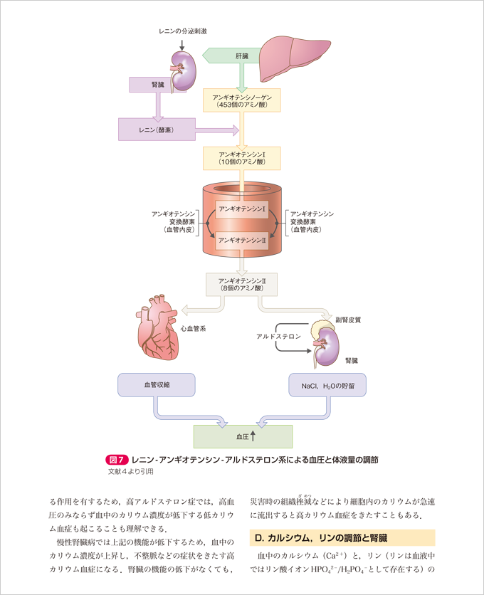 解剖生理学　人体の構造と機能　改訂第2版　立ち読み2