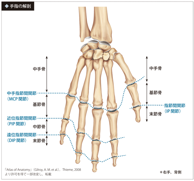 手指の解剖