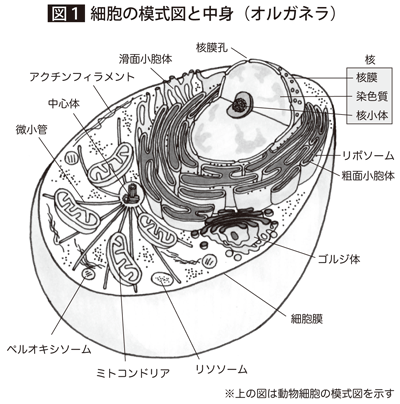 くり返し聞きたい分子生物学講座 羊土社