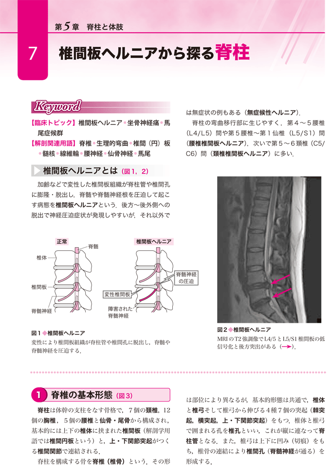 臨床につながる解剖学イラストレイテッド　立ち読み1