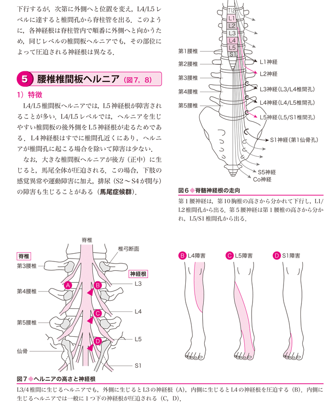 臨床につながる解剖学イラストレイテッド　立ち読み3