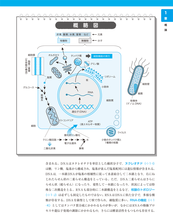 分子生物学超図解ノート 改訂版　立ち読み2