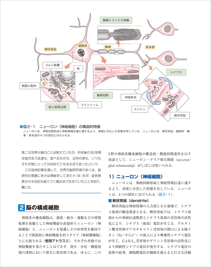 改訂第３版 脳神経科学イラストレイテッド　立ち読み5