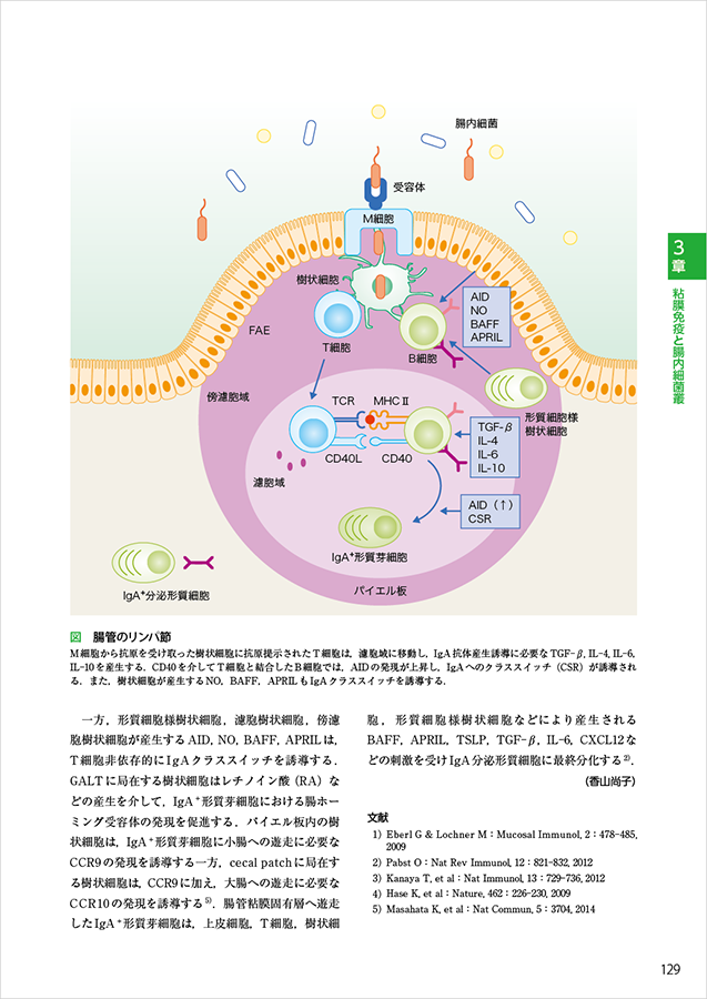 免疫ペディア　立ち読み2