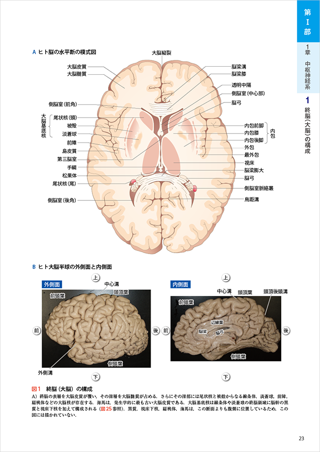 カラー図解　脳神経ペディア 「解剖」と「機能」が見える・つながる事典／渡辺雅彦(著者)