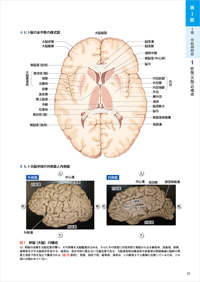 カラー図解 脳神経ペディア 解剖 と 機能 が見える つながる事典 羊土社