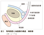 図3 腎周囲腔と後腹膜の構造　横断像