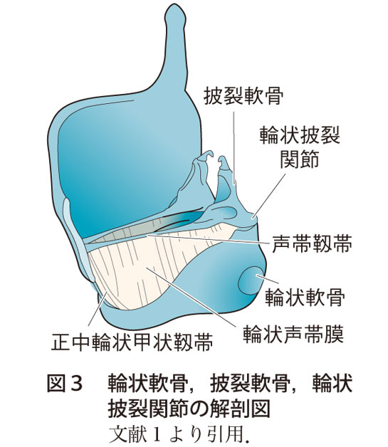図3　輪状軟骨，披裂軟骨，輪状披裂関節の解剖図