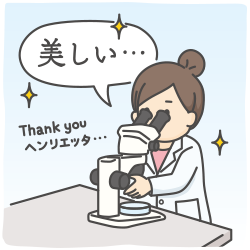第142回　HeLa細胞から学ぶこと