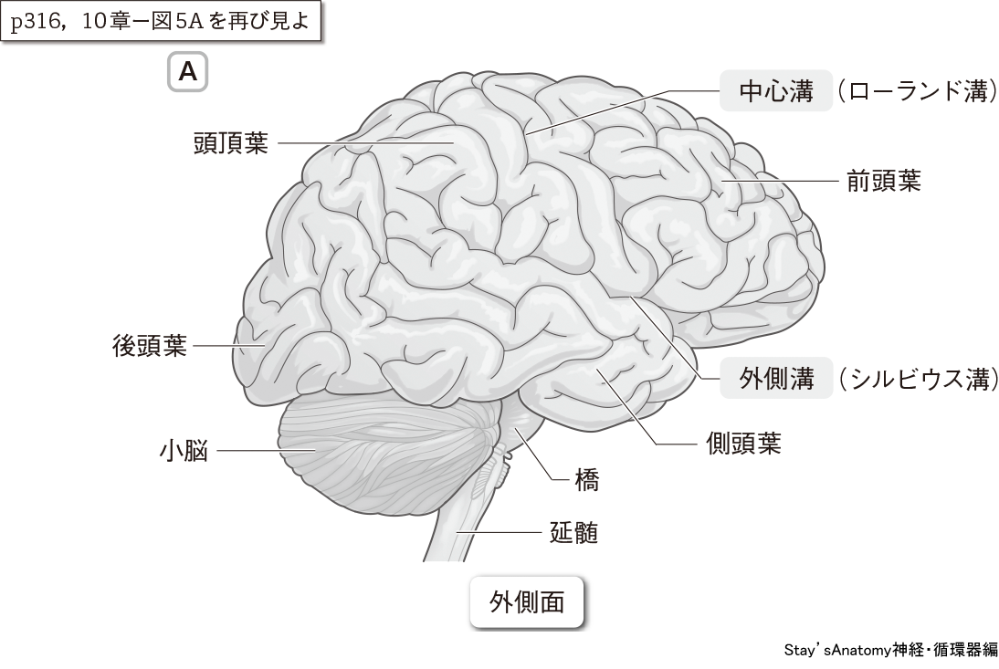 p316，10章ー図5A を再び見よ