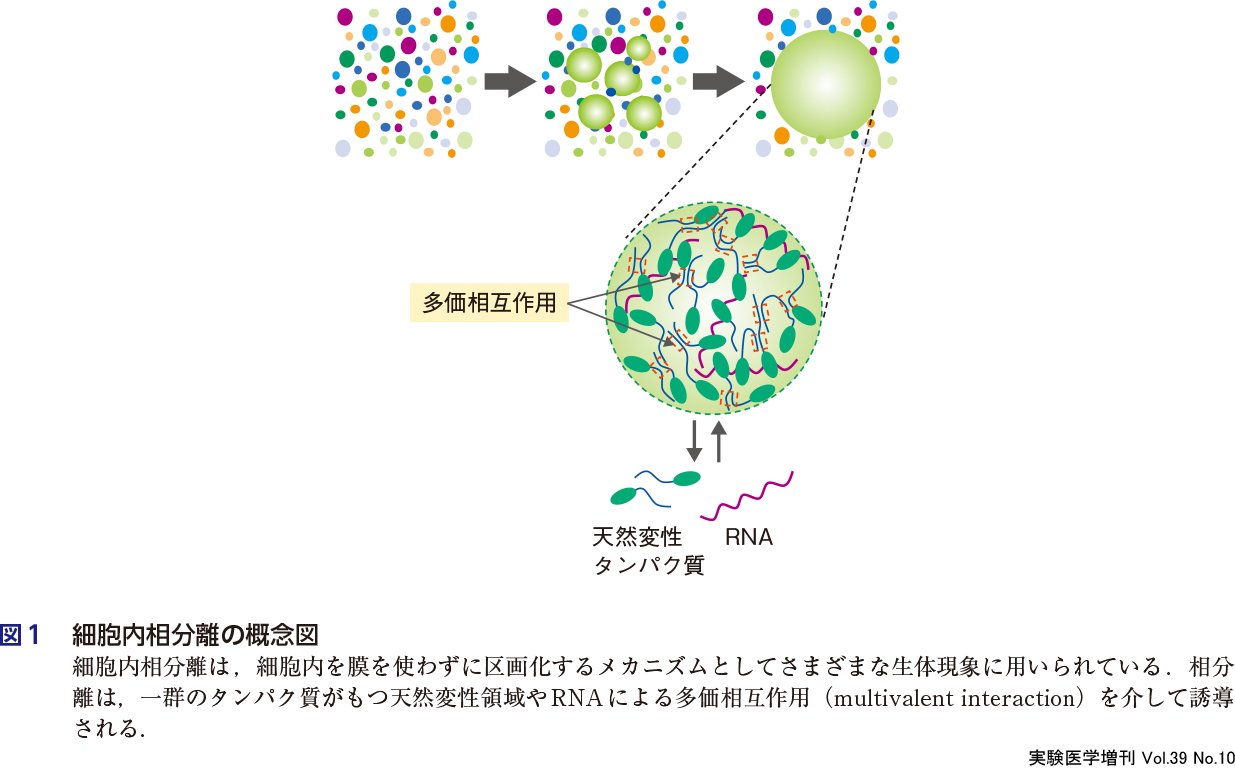 図１　細胞内相分離の概念図