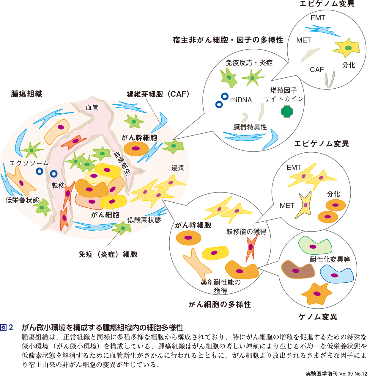 図2　がん微小環境を構成する腫瘍組織内の細胞多様性