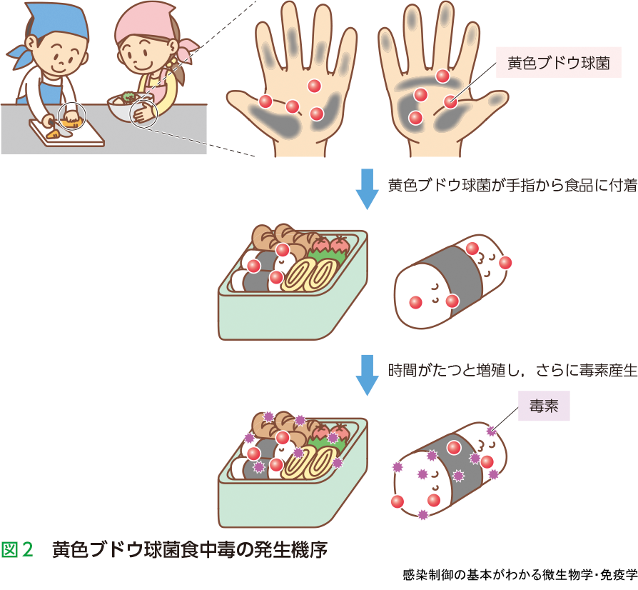 経路 mrsa 感染