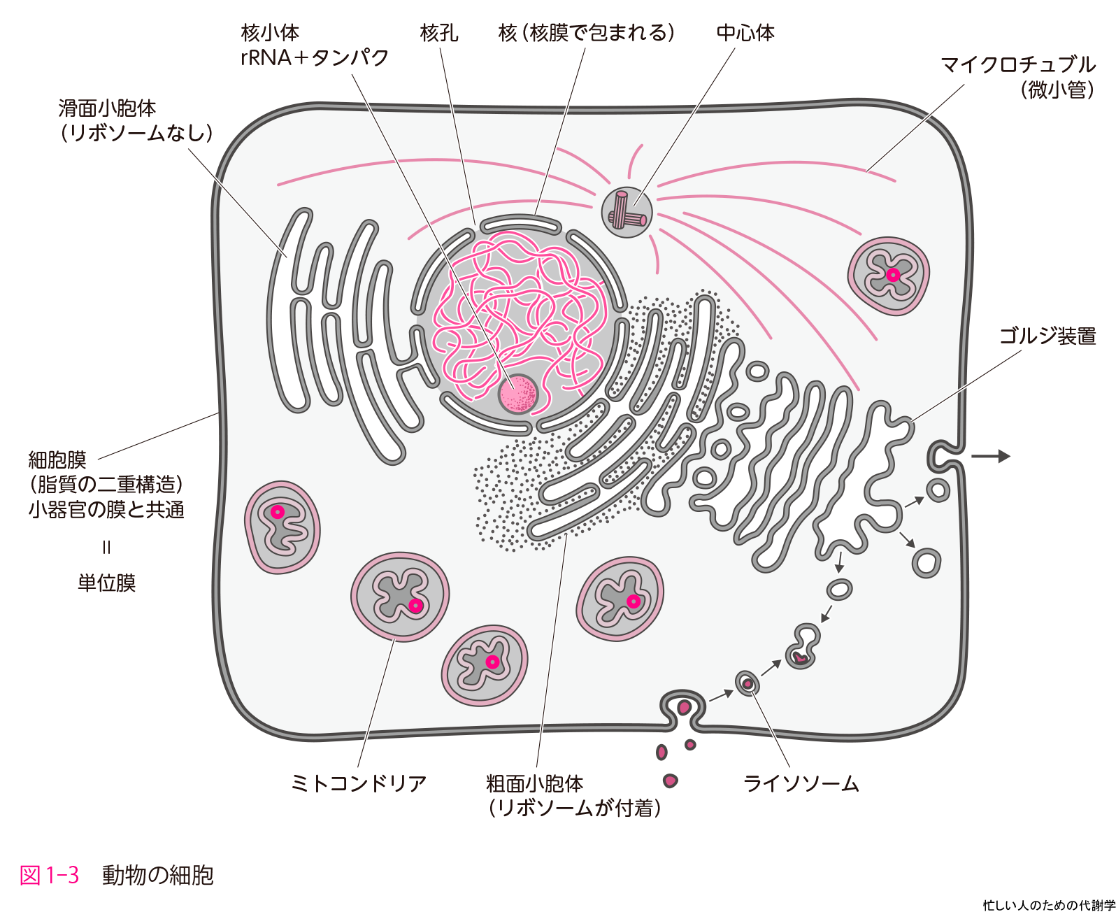 忙しい人のための代謝学 ミトコンドリアがわかれば代謝がわかる 羊土社