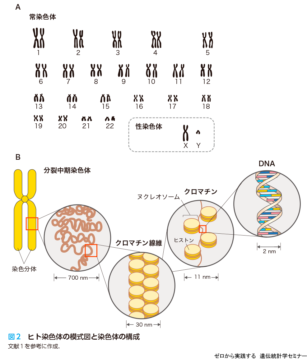 ゼロから実践する　遺伝統計学セミナーヒトゲノム入門ゼロから実践する　遺伝統計学セミナー