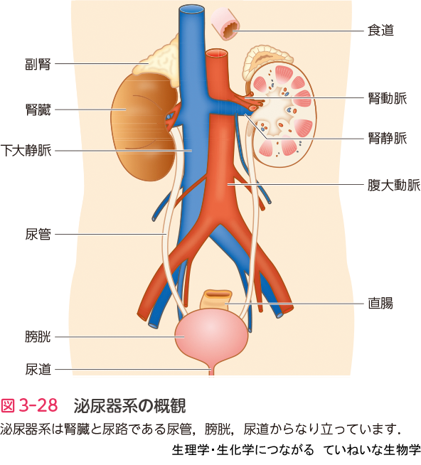 図3-28 泌尿器系の概観