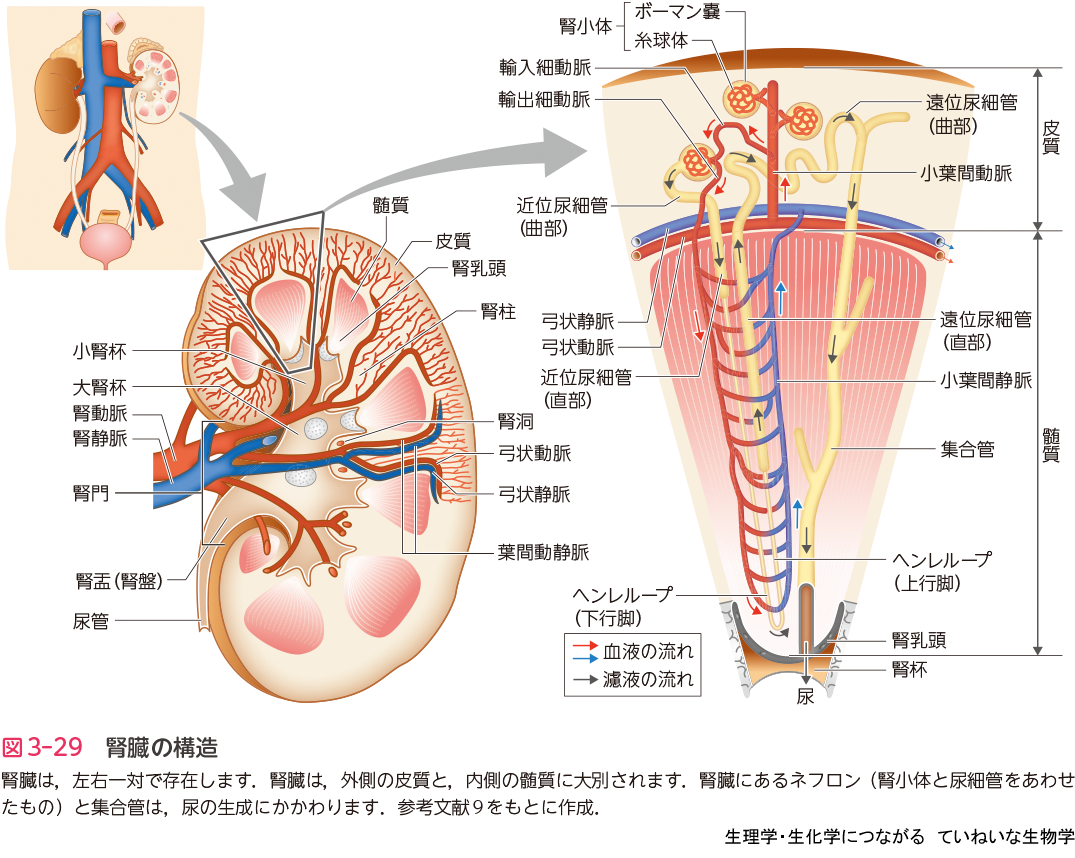図3-29 腎臓の構造