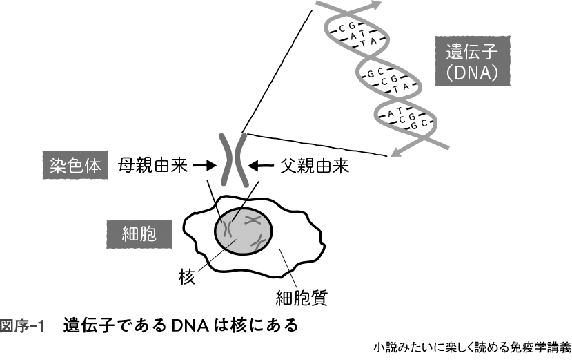 図序-1 遺伝子であるDNA は核にある
