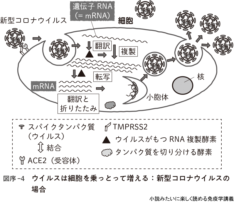 図序-4 ウイルスは細胞を乗っとって増える：新型コロナウイルスの場合