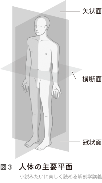 図3 人体の主要平面