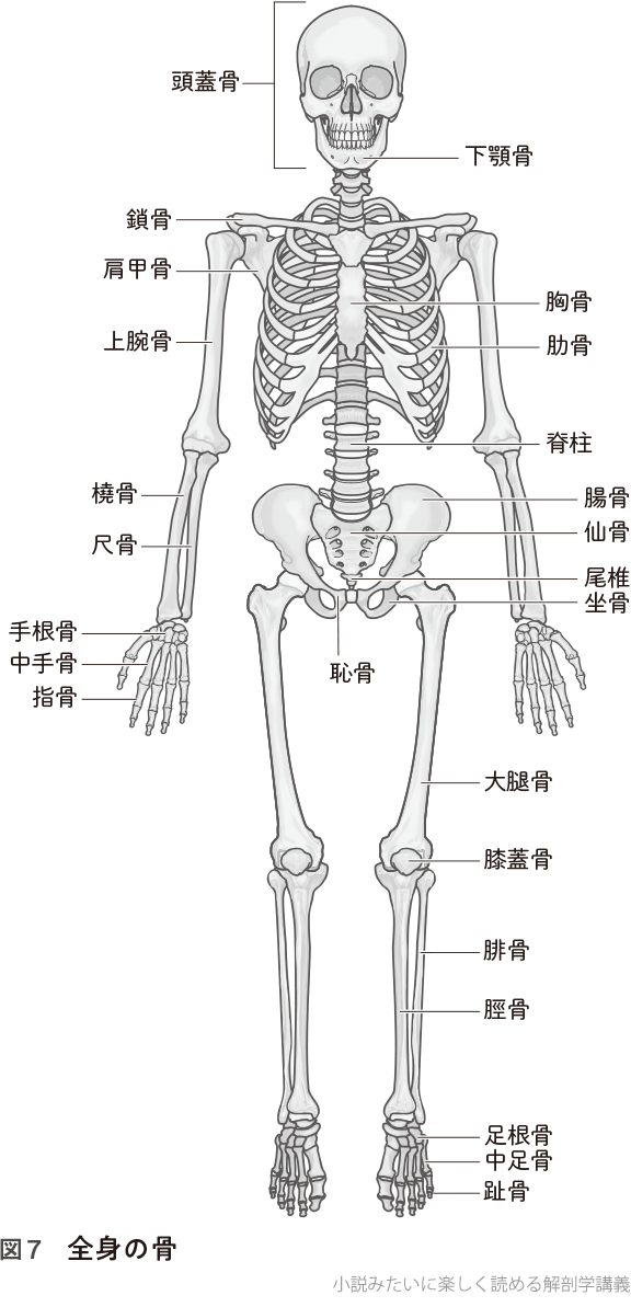 図7 全身の骨