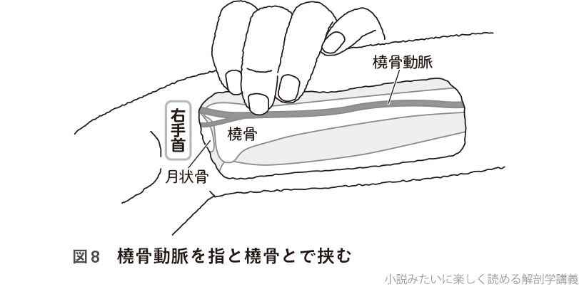図8 橈骨動脈を指と橈骨とで挟む