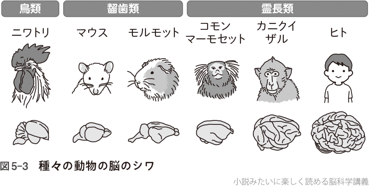 図5-3 種々の動物の脳のシワ