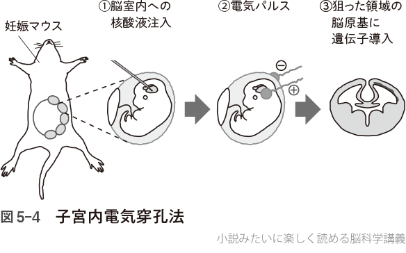 図5-4 子宮内電気穿孔法