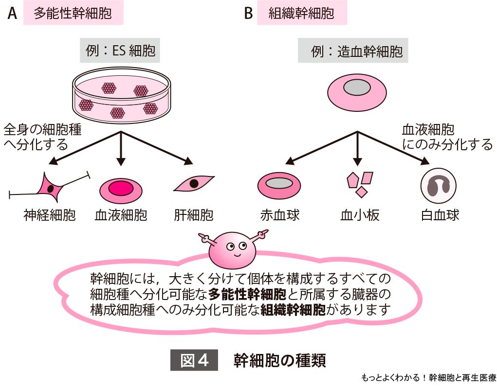 実験医学別冊 もっとよくわかる シリーズ もっとよくわかる 幹細胞と再生医療 羊土社