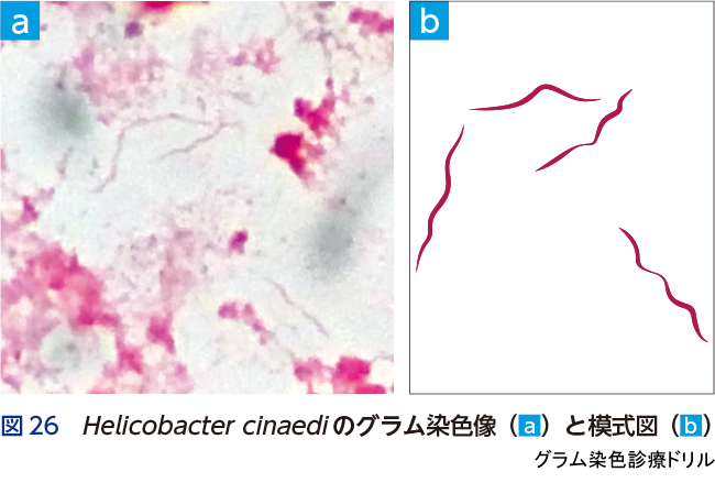 図26 Helicobacter cinaediのグラム染色像(a)と模式図(b)